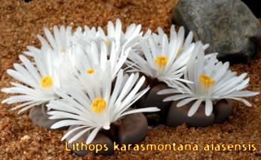 Kaktus Rehberi