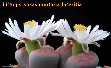 Kaktus Rehberi