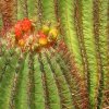Echinocactus_grusonii_2
