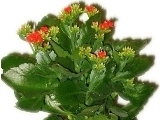 Kalanchoe blossfeldiana