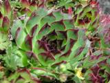 Sempervivum