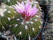 stenocactus multicostatus