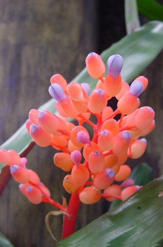 Aechmea_miniata_1