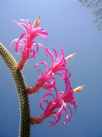Aporocactus_flagelliformis