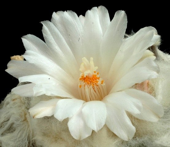 Ariocarpus_furfuraceus