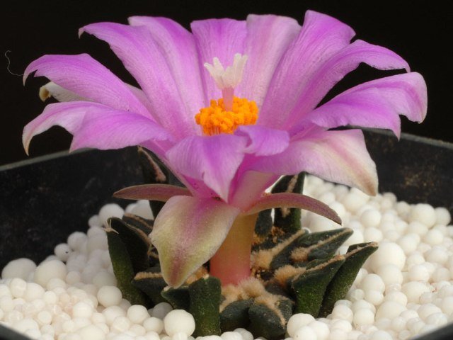 Ariocarpus_kotschoubeyanus