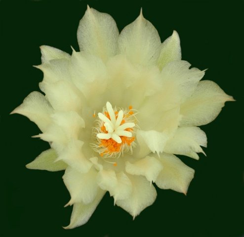 Ariocarpus_trigonus