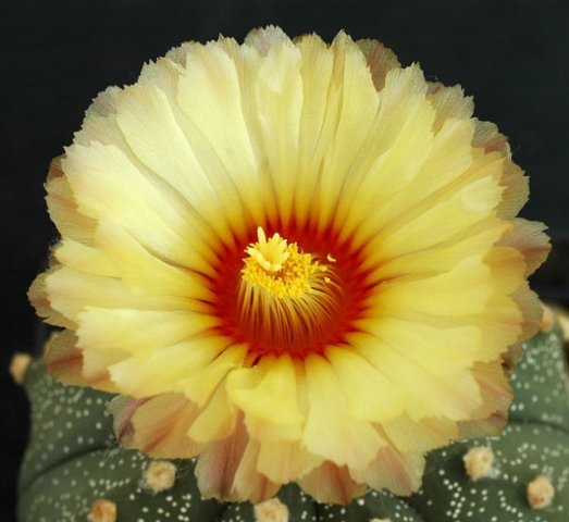 Astrophytum_asterias