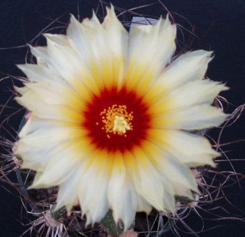 Astrophytum_capricorne