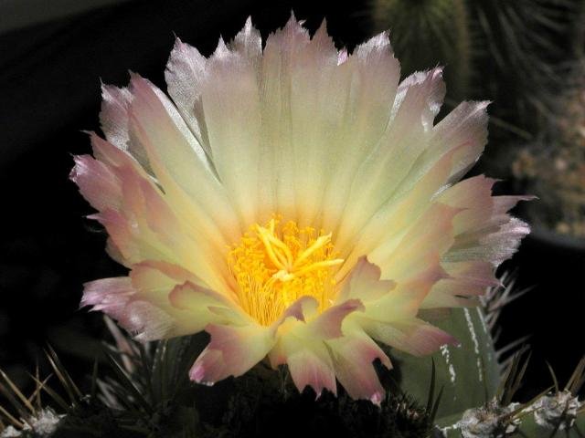 Astrophytum_ornatum_1