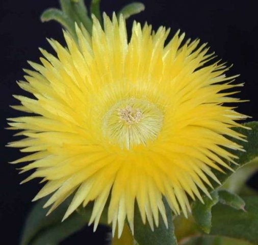 Carpanthea_pomeridiana