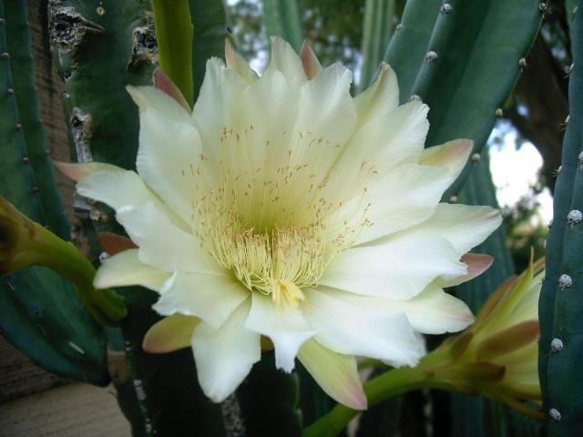 Cereus