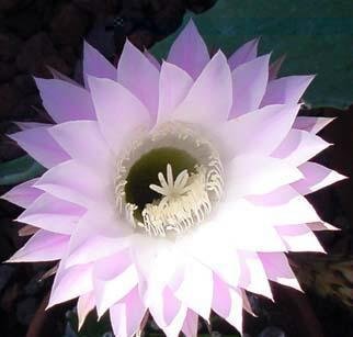 Cereus_5