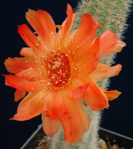 Chamaecereus_sylvestrii