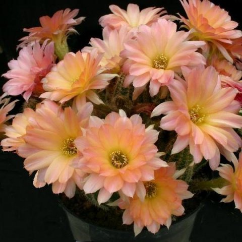 Chamaelobivia_cv_perla_di_verona