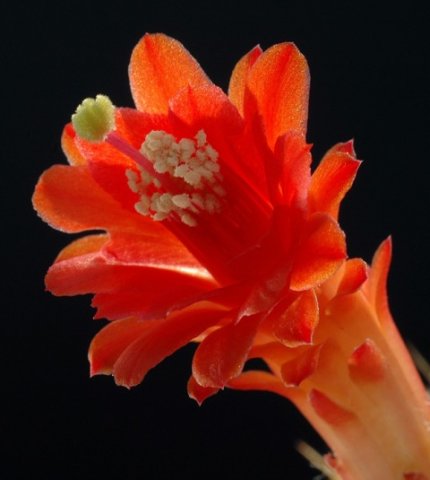 Cleistocactus_Loxanthocere