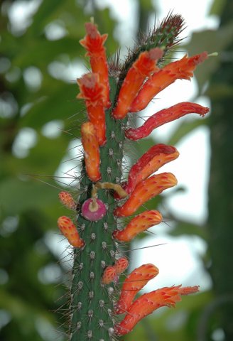 Cleistocactus_baumannii_ssp_chacoanus