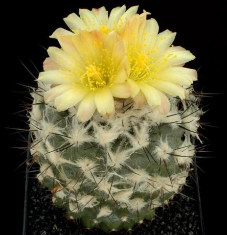 Copiapoa_tenuissima