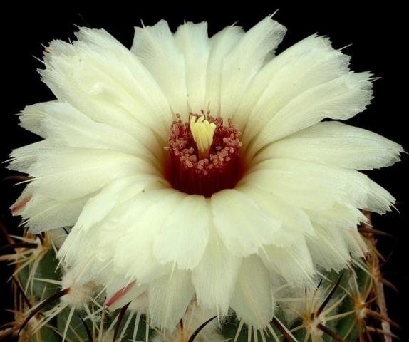 Coryphantha_pallida