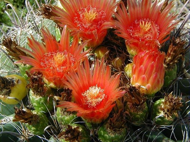 Echinocactus_grussonii