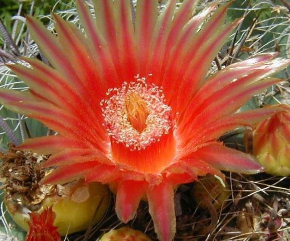 Echinocactus_grussonii_2