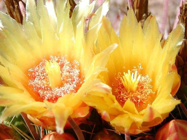 Echinocactus_grussonii_3