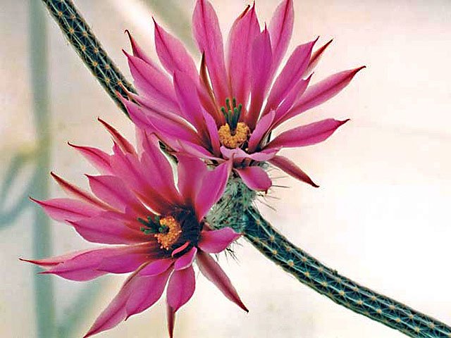 Echinocereus-poselgeri