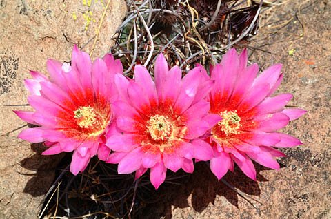 Echinocereus