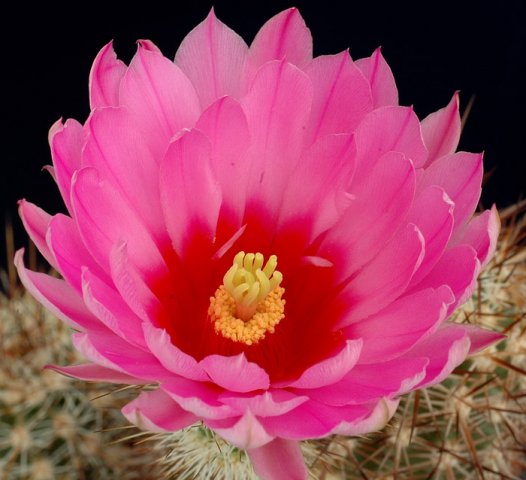 Echinocereus_ferreirianus