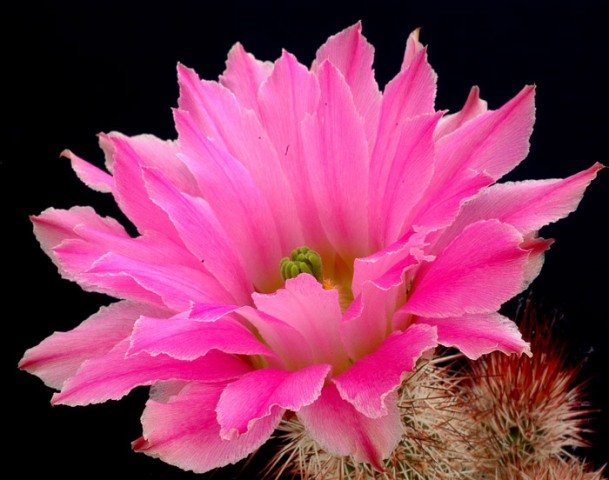Echinocereus_florestii