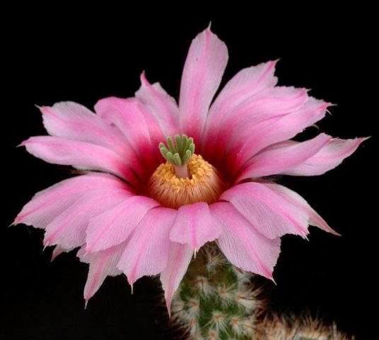 Echinocereus_fobeanus
