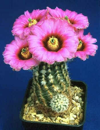 Echinocereus_melanocentrus