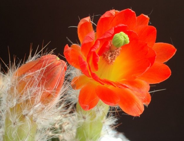 Echinocereus_palmeri