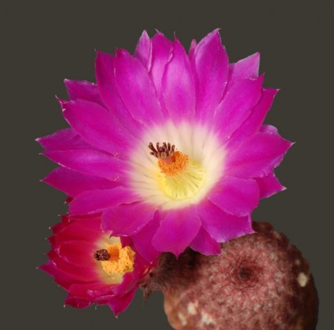 Echinocereus_pectinatus_v_rubrispinus