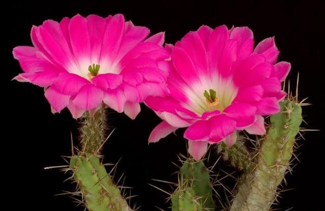 Echinocereus_pentalophus