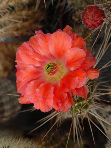Echinocereus_polyacanthus_x_giibertus