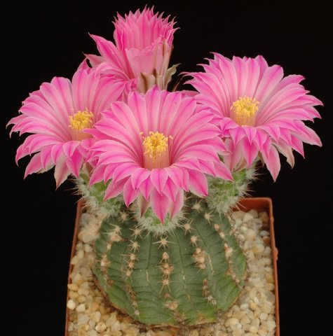 Echinocereus_pulchellus