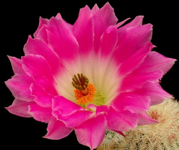 Echinocereus_rigidissimus