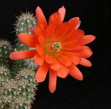 Echinocereus_scherii_koehresianus