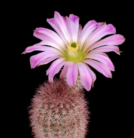 Echinocereus_scopulorum