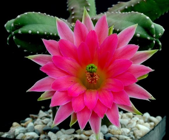 Echinocereus_sheerii
