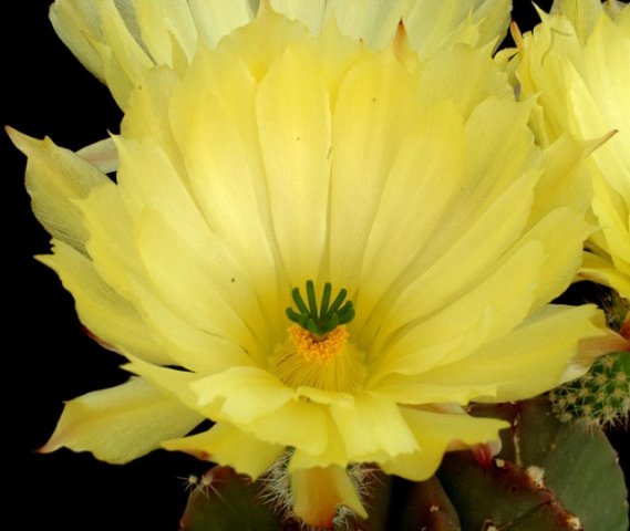 Echinocereus_subinermis