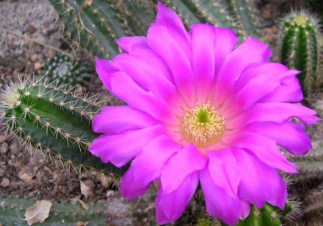 Echinocereus_viereckii