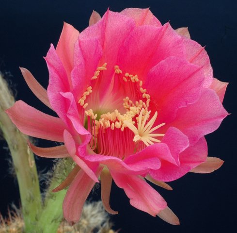 Echinopsis_mammillosa