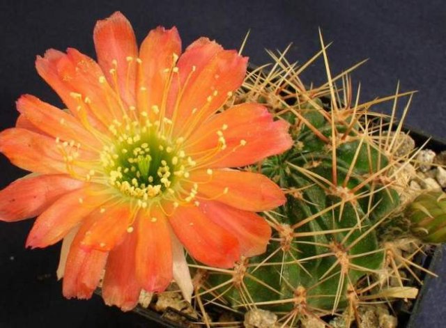 Lobivia_acanthoplegma_v.