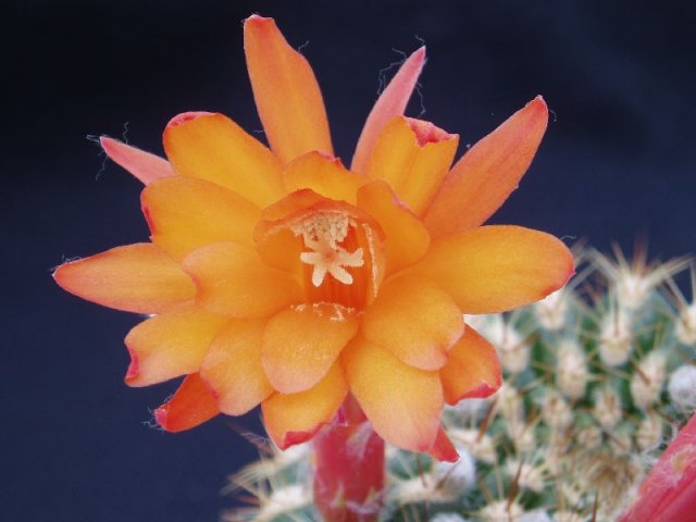 Submatacana_intertexta