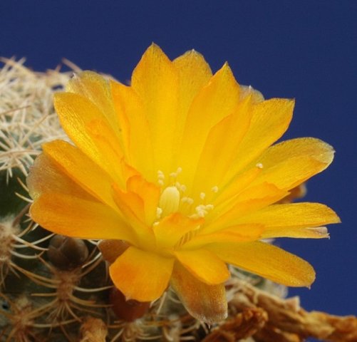 Sulcorebutia_breviflora