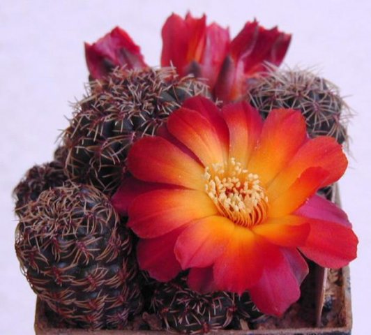 Sulcorebutia_caniguerali