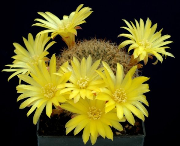 Sulcorebutia_krahnii