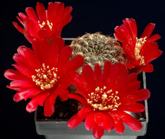Sulcorebutia_oenantha